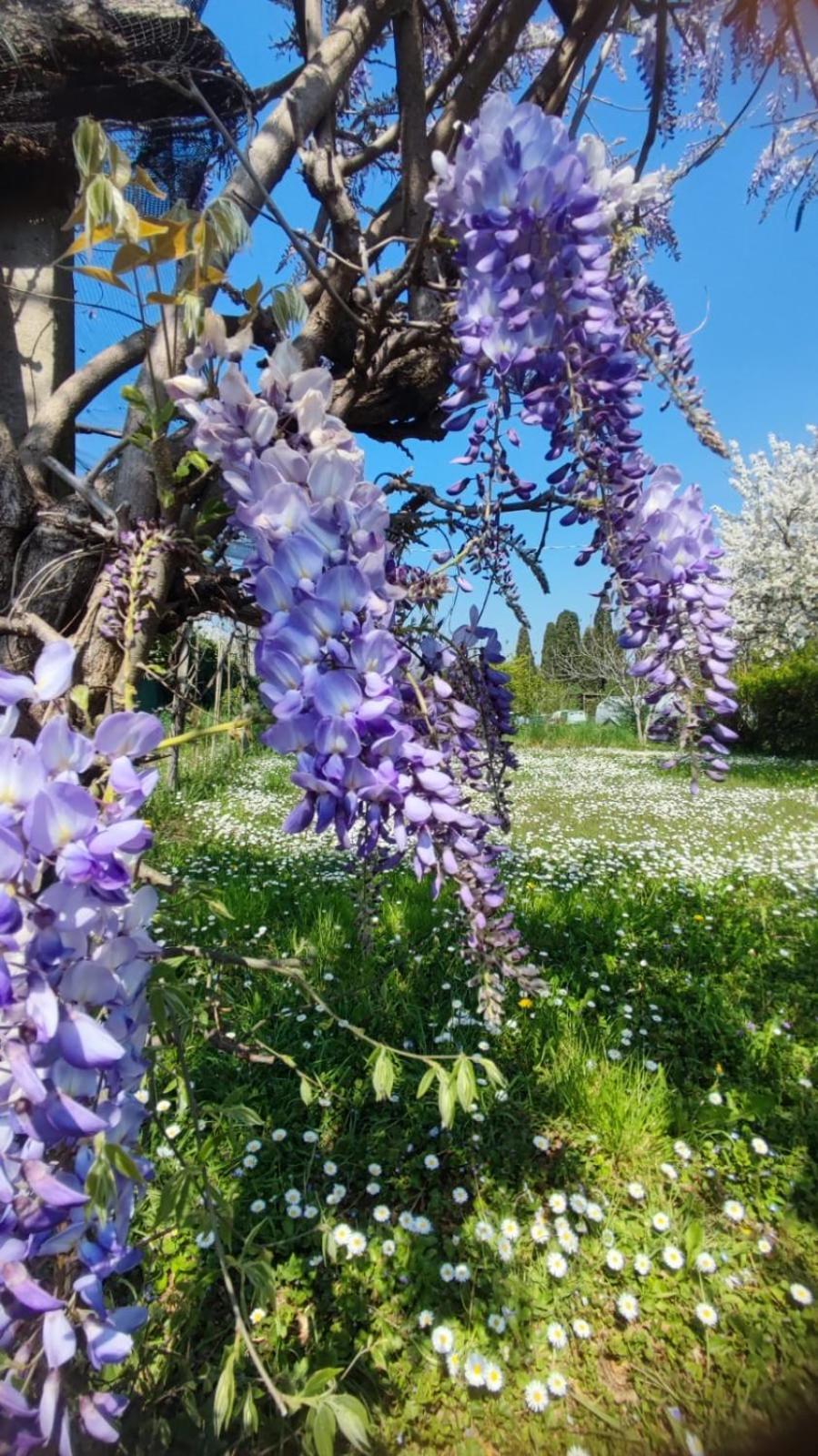 Bed And Breakfast Priscilla Volpago del Montello Εξωτερικό φωτογραφία